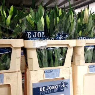 De Jong Flowers lelies in emmers