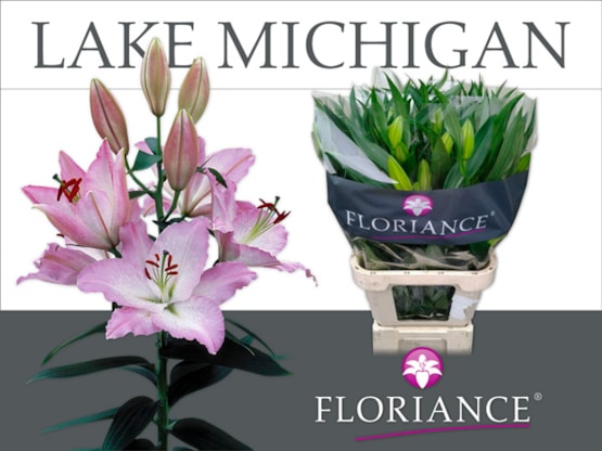 Voorbeeld van het ontworpen template door JuRstijl tbv de veilingklok