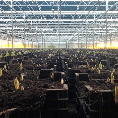 Oriental lelies op kisten gebroeid