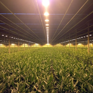 De lelies in de kassen te Honselersdijk