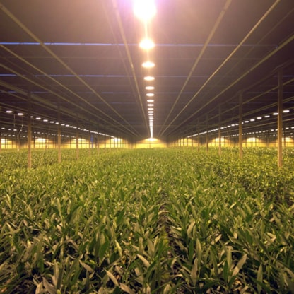 De lelies in de kassen te Honselersdijk